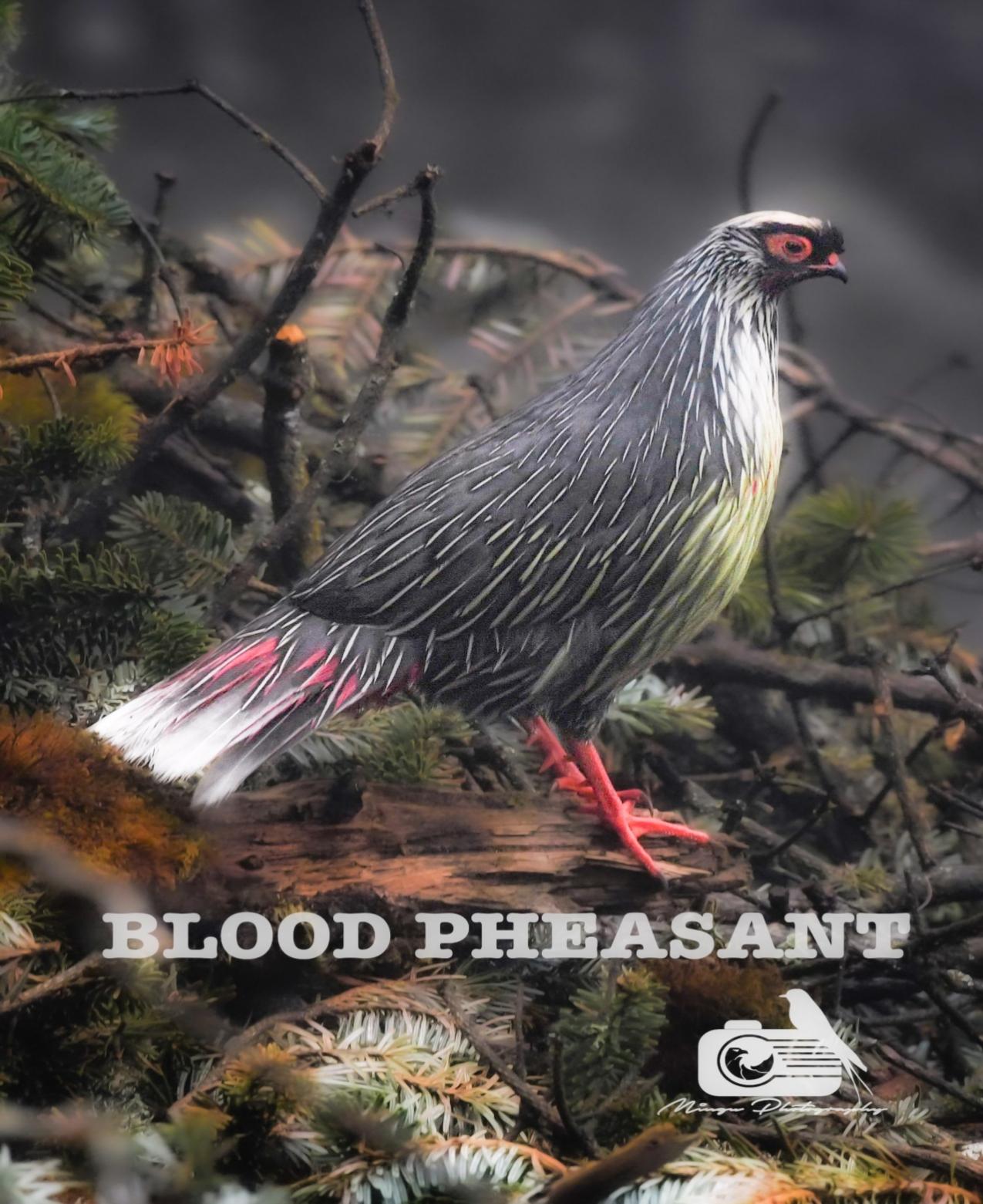 Blood Pheasant  ( Local name: Chilimey)